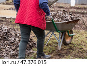 A pile of old leaves, an elderly woman does a spring cleaning in the garden. Cleans the lawn of leaves. Gardening. Cleaning and preparing the garden for the summer season. Стоковое фото, фотограф Photojuli / Фотобанк Лори