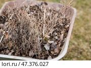 A pile of old leaves in a garden wheelbarrow in spring. General cleaning in the garden. Clearing the lawn of leaves. Gardening. Cleaning and preparing the garden for the summer season. Стоковое фото, фотограф Photojuli / Фотобанк Лори