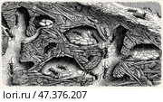 Fragment of a red wood ant nest (Formica rufa) in longitudinal section. Antique stylized illustration. Стоковое фото, фотограф Sergey Kohl / Фотобанк Лори