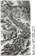 A column of army ants (Eciton spp.) on the march. Antique stylized illustration. Стоковое фото, фотограф Sergey Kohl / Фотобанк Лори