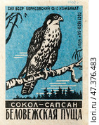 Сокол-сапсан. Серия "Беловежская пуща". Спичечные этикетки СССР. 1960. Редакционное фото, фотограф Сергей Афанасьев / Фотобанк Лори