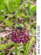 A rare beetle (Brachycerus sinuatus) sits on an orchid (Anacamptis coriophora subsp. fragrans) close-up. Стоковое фото, фотограф Татьяна Ляпи / Фотобанк Лори