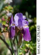 Delicate, garden iris (Iridaceae) growing in a flower bed. Стоковое фото, фотограф Татьяна Ляпи / Фотобанк Лори