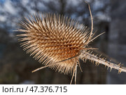 Teasel (Latin Dipsacus) has bloomed in the garden. Teasel family (Latin Dipsacoideae) is a subfamily of dicotyledonous plants of the family of Honeysuckle (Latin Caprifoliaceae). Стоковое фото, фотограф Андрей Жигальцов / Фотобанк Лори