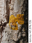 Wall Xanthoria (lat. Xanthoria parietina) is a lichen of the Telochistaceae family, a species of the Xanthoria genus on the bark of a tree. Стоковое фото, фотограф Андрей Жигальцов / Фотобанк Лори