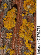 Wall Xanthoria (lat. Xanthoria parietina) is a lichen of the Telochistaceae family, a species of the Xanthoria genus on the bark of a tree. Стоковое фото, фотограф Андрей Жигальцов / Фотобанк Лори