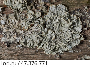 Parmelia sulcata (lat. Parmelia sulcata) - type of lichen genus Parmelee (Parmelia) family Parmeliaceae (Parmeliaceae). Стоковое фото, фотограф Андрей Жигальцов / Фотобанк Лори