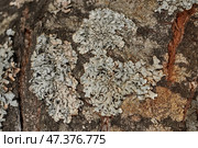 Parmelia sulcata (lat. Parmelia sulcata) - type of lichen genus Parmelee (Parmelia) family Parmeliaceae (Parmeliaceae). Стоковое фото, фотограф Андрей Жигальцов / Фотобанк Лори