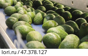 Plastic box with selected ripe Hass avocados near sorting conveyor at agricultural products packaging factory. Стоковое видео, видеограф Яков Филимонов / Фотобанк Лори