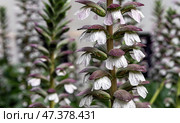 Close up flower Acanthus mollis, Acanthaceae flower in botanical garden. Стоковое фото, фотограф Екатерина Якименко / Фотобанк Лори