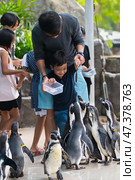 Boy feeds penguins at zoo (2016 год). Редакционное фото, фотограф Александр Подшивалов / Фотобанк Лори