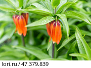 Flowers of the imperial fritillary with raindrops on the leaves. Orange flower buds among green foliage, close-up. Lawn decoration. Стоковое фото, фотограф Коханова Наталья / Фотобанк Лори