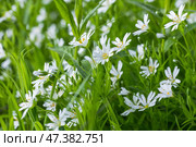 A close-up view of delicate white wildflowers Stellaria. Стоковое фото, фотограф EugeneSergeev / Фотобанк Лори