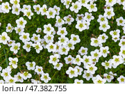 White flowers of Saxifraga hypnoides called mossy saxifrage. Стоковое фото, фотограф EugeneSergeev / Фотобанк Лори