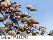 Blooming Physocarpus opulifolius shrubs with delicate white flowers. Стоковое фото, фотограф EugeneSergeev / Фотобанк Лори
