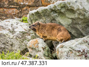 Капский даман (Procavia capensis) сидит в камнях (2014 год). Стоковое фото, фотограф Анна Ефимова / Фотобанк Лори