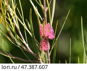 Blooming grass-leaved hakea (lat.- Hakea multilineata) Стоковое фото, фотограф Irina Opachevsky / Фотобанк Лори