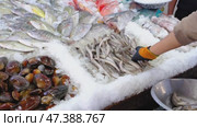 Fresh seafood on the counter of the fish market in ice. Red Sea fish, crabs, shellfish are sold in the store. Стоковое видео, видеограф Ольга Симонова / Фотобанк Лори