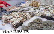 Fresh seafood on the counter of the fish market in ice. Red Sea fish, crabs, shellfish are sold in the store. Стоковое видео, видеограф Ольга Симонова / Фотобанк Лори