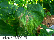 Fungal diseases of cucumber and pumpkin. Alternaria solani Ell. et Mart., Syn. Macrosporium solani Ell. et Mart Affected leaves of cucumber. Стоковое фото, фотограф Оксана Медведева / Фотобанк Лори