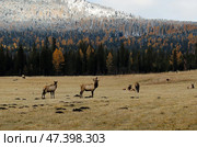 Алтай. Маралы. Стоковое фото, фотограф Павел Степанов / Фотобанк Лори