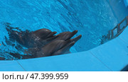 Two dolphins surfacing in a blue pool. Стоковое фото, фотограф Mikhail Davidovich / Фотобанк Лори
