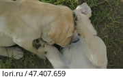 Puppies Labrador Retriever playing in grass. Стоковое видео, видеограф Михаил Коханчиков / Фотобанк Лори