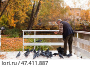 A retired man in an autumn park. An elderly man is outside feeding pigeons and ducks. Russia, Moscow, October 6, 2024. Редакционное фото, фотограф Photojuli / Фотобанк Лори