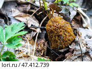 Morchella, the true morels, is genus of edible sac fungi in order Pezizales, growing in forest. Стоковое фото, фотограф Зарифа Арсланова / Фотобанк Лори