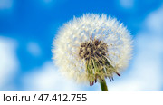 Close-up of dandelion seed head on blue sky background, selective focus, copy space. Стоковое фото, фотограф Зарифа Арсланова / Фотобанк Лори