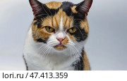 Angry cat isolated on white. Gray calico British shorthair cat portrait looking serious. Grumpy kitten seated. Striped furious cat with a unhappy dissatisfied face. Feline giving you a disdainful look. Стоковое AI-видео, аниматор Марина Демидюк / Фотобанк Лори