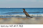 Cormorant perching on rocky crimean shoreline, oceanic waves splashing near distant sailing vessel under bright sky. Стоковое видео, видеограф Mikhail Davidovich / Фотобанк Лори