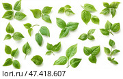 Green leaves collection on a white background suitable for design applications. Коллекция зеленых листьев на белом фоне подходит для дизайна. Стоковое AI-изображение, AI-художник Katsiaryna Repich / Фотобанк Лори