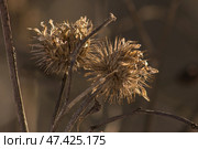 Плоды репейника / burdock seed. Стоковое фото, фотограф Александр Паньков / Фотобанк Лори