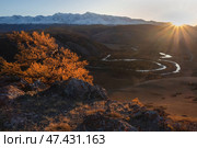 Fiery larch trees on the sheer crags in sunset light. Стоковое фото, фотограф Саблин Станислав / Фотобанк Лори