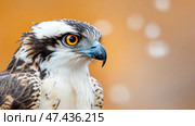 Raptors intense gaze: Close-up of an osprey's majestic portrait. Стоковое AI-изображение, AI-художник Данила Большаков / Фотобанк Лори