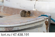 Кошка сидит в рыболовной шлюпке. A cat sits in a fishing dinghy. Стоковое фото, фотограф Татьяна Д / Фотобанк Лори