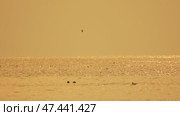 Dust Storm, Arizona, 2023: Hazardous air quality obscures landscape visibility impacting visibility. Стоковое видео, видеограф svetograph / Фотобанк Лори