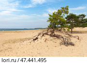 Shore of Baikal Lake. Larch trees with bare roots, called stilt trees, grow on the sandy beach of Saraiskiy Bay on Olkhon Island on an August day. Natural background. Summer travel and outdoor recreation. Стоковое фото, фотограф Виктория Катьянова / Фотобанк Лори