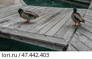 Two Mallard drakes are walking on the boardwalk above the pool. Emerald plumage on the head and neck, gray-beige on the wings. Bright orange legs. Mauritius. Стоковое фото, фотограф Вера Ивановна Кубарева / Фотобанк Лори