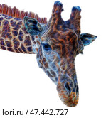 Шея и голова жирафа на белом фоне. Neck and head of a giraffe on a white background. Стоковое фото, фотограф Татьяна Д / Фотобанк Лори
