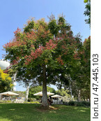 Blooming Chinese flame tree (lat.- Koelreuteria bipinnata) in the campus of the Weizmann Institute of Science. Стоковое фото, фотограф Irina Opachevsky / Фотобанк Лори
