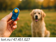 Training Session With Dog Using a Clicker in a Sunlit Field During the Evening. Стоковое AI-изображение, AI-художник Юлия Гапеенко / Фотобанк Лори
