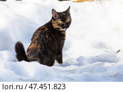 Черепаховая кошка на снегу. Стоковое фото, фотограф Илья Юрукин / Фотобанк Лори