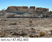 Wild Nubian ibex (Capra nubiana) Стоковое фото, фотограф Irina Opachevsky / Фотобанк Лори