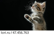 Curious kitten reaching up against a dark background. Любопытный котенок тянется вверх на темном фоне. Стоковое AI-изображение, AI-художник Katsiaryna Repich / Фотобанк Лори