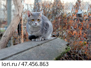 Серый кот на деревянной скамье. Стоковое фото, фотограф Лариса Веселова / Фотобанк Лори