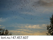 Танец комаров на фоне неба. Стоковое фото, фотограф Роман Иванов / Фотобанк Лори