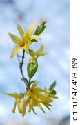 Yellow flowers against blue sky - spring landscape. Flowering bush in early spring. Стоковое фото, фотограф Светлана Промысловская / Фотобанк Лори