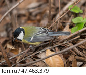 Большая синица (Parus major) сидит на ветке, крупный план. Стоковое фото, фотограф Наталья Волкова / Фотобанк Лори